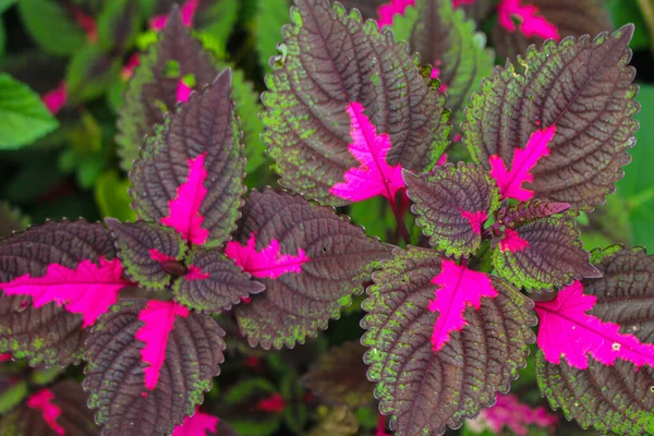 Mooie Bladeren Multi Gekleurde Bladeren Roze Paars Groene Kleur Bladeren — Stockfoto
