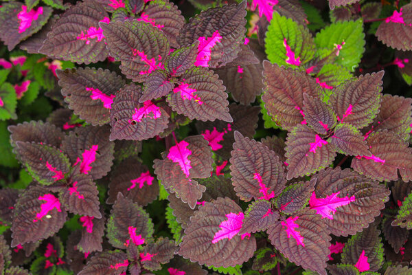 beautyful leaves,Multi colored leaves pink,purple and green color leaves growing in garden