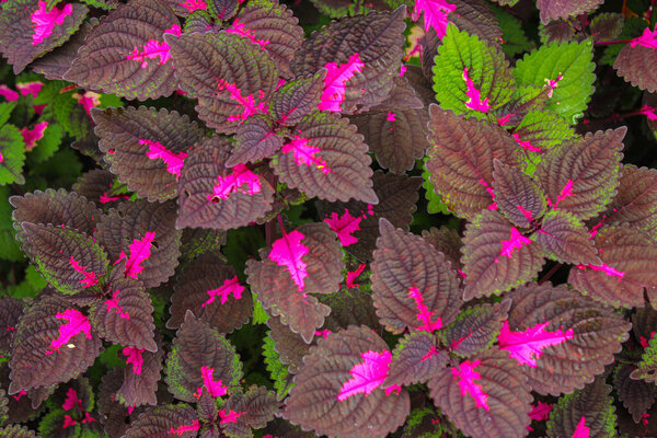 beautyful leaves,Multi colored leaves pink,purple and green color leaves growing in garden