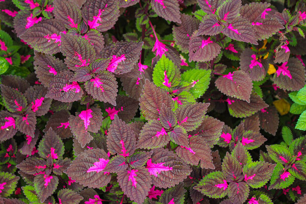 beautyful leaves,Multi colored leaves pink,purple and green color leaves growing in garden