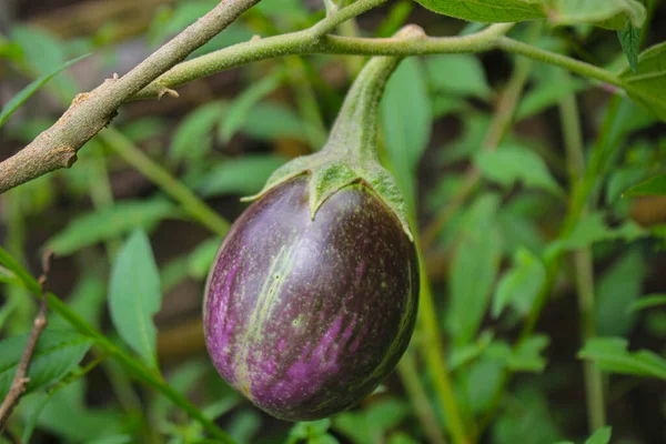 Melanzane Viola Albero Giardino Laos Persone Preferiscono Piantare Verdure Nel — Foto Stock