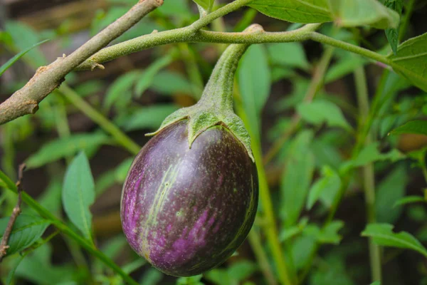 Melanzane Viola Albero Giardino Laos Persone Preferiscono Piantare Verdure Nel — Foto Stock