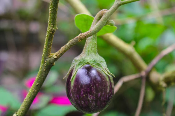 Melanzane Viola Albero Giardino Laos Persone Preferiscono Piantare Verdure Nel — Foto Stock