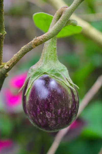 Melanzane Viola Albero Giardino Laos Persone Preferiscono Piantare Verdure Nel — Foto Stock