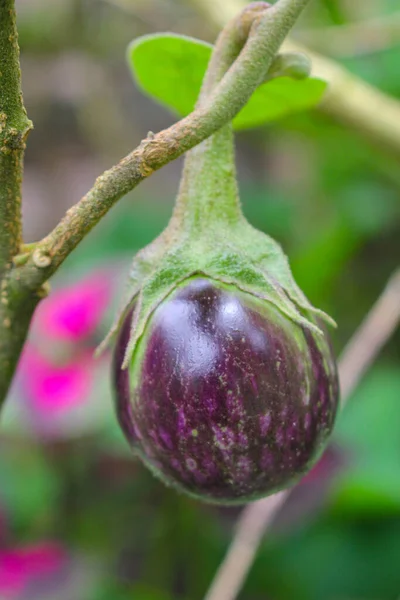 Фиолетовый Баклажан Дереве Саду Лаосы Предпочитают Сажать Овощи Заднем Дворе — стоковое фото