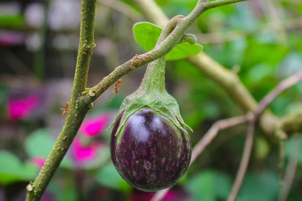 Melanzane Viola Albero Giardino Laos Persone Preferiscono Piantare Verdure Nel — Foto Stock