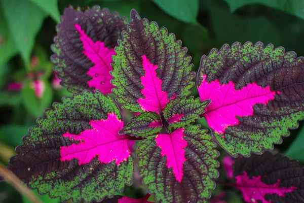 beautyful leaves,Multi colored leaves pink,purple and green color leaves growing in garden