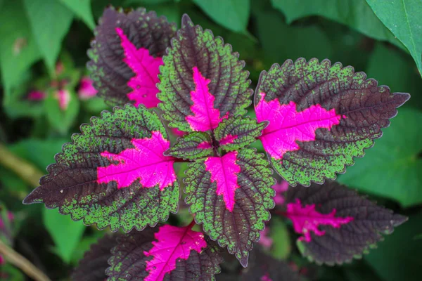 Mooie Bladeren Multi Gekleurde Bladeren Roze Paars Groene Kleur Bladeren — Stockfoto