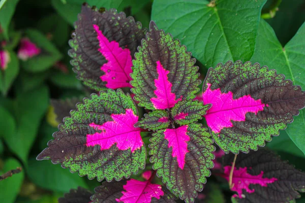 Mooie Bladeren Multi Gekleurde Bladeren Roze Paars Groene Kleur Bladeren — Stockfoto