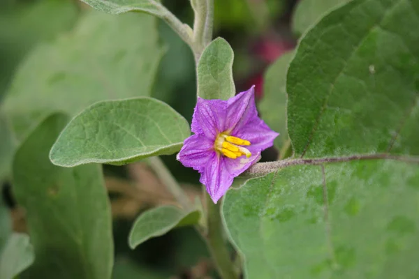 eggplant flower,Purple eggplant flower in garden farming flower image