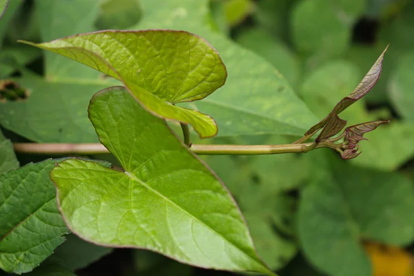 サツマイモの植物と葉 紫色のジャガイモは農業庭園を残します — ストック写真