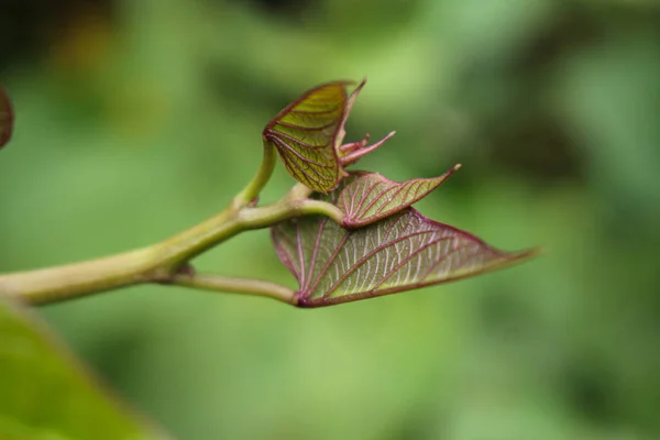 サツマイモの植物と葉 紫色のジャガイモは農業庭園を残します — ストック写真