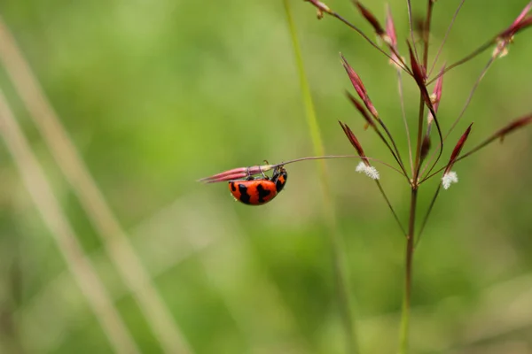 珠光宝气的瓢虫栖息在草丛的花朵上 模糊了背景图像 — 图库照片