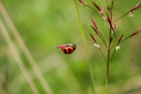 Wunderschöne Marienkäfer Ruht Auf Einer Grasblume Hintergrundbild Verwischen — Stockfoto