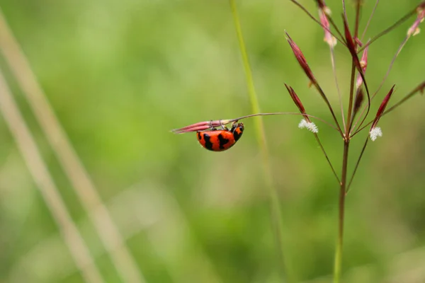 Beaulyful Ladybug Rust Een Gras Bloem Wazig Achtergrond Afbeelding — Stockfoto