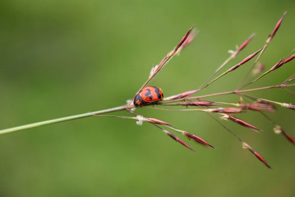 Wunderschöne Marienkäfer Ruht Auf Einer Grasblume Hintergrundbild Verwischen — Stockfoto