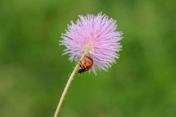 Uğurböceği Çimen Çiçeğinin Üzerinde Dinleniyor Arkaplan Bulanık — Stok fotoğraf