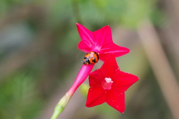 Wunderschöne Marienkäfer Ruht Auf Einer Grasblume Hintergrundbild Verwischen — Stockfoto