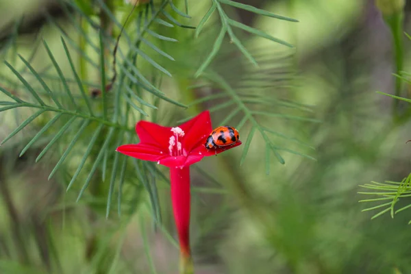 Uğurböceği Çimen Çiçeğinin Üzerinde Dinleniyor Arkaplan Bulanık — Stok fotoğraf