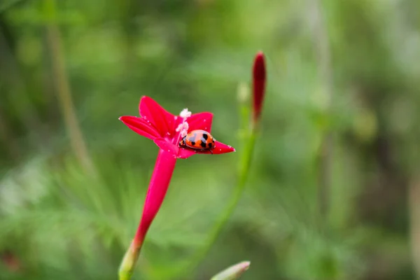 Wunderschöne Marienkäfer Ruht Auf Einer Grasblume Hintergrundbild Verwischen — Stockfoto