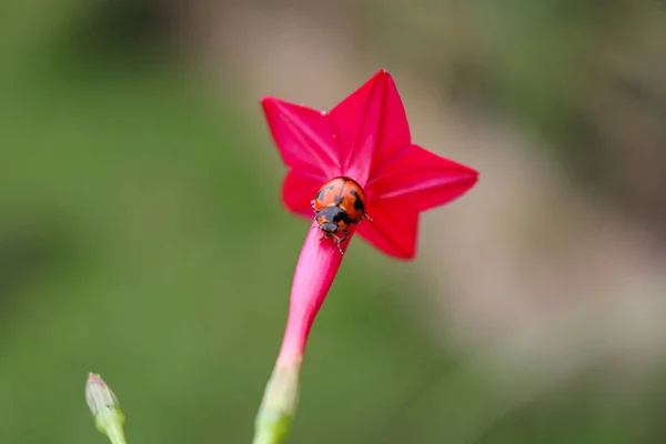 Wunderschöne Marienkäfer Ruht Auf Einer Grasblume Hintergrundbild Verwischen — Stockfoto