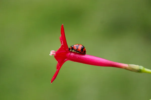 珠光宝气的瓢虫栖息在草丛的花朵上 模糊了背景图像 — 图库照片