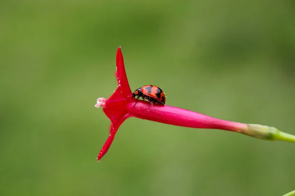 Wunderschöne Marienkäfer Ruht Auf Einer Grasblume Hintergrundbild Verwischen — Stockfoto