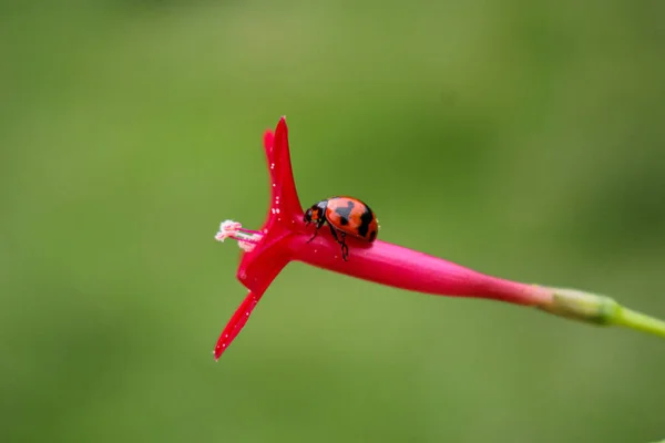 Wunderschöne Marienkäfer Ruht Auf Einer Grasblume Hintergrundbild Verwischen — Stockfoto