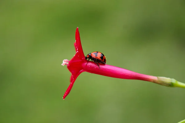 Beaulyful Ladybug Descansa Sobre Una Flor Hierba Imagen Fondo Borrosa — Foto de Stock