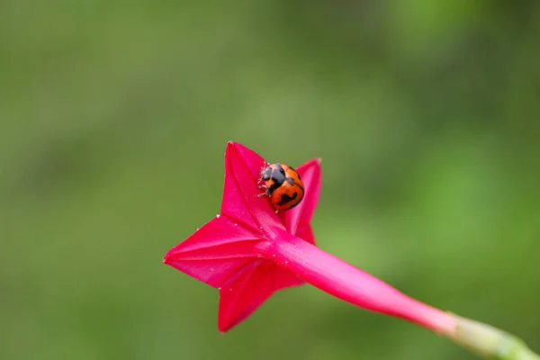Wunderschöne Marienkäfer Ruht Auf Einer Grasblume Hintergrundbild Verwischen — Stockfoto