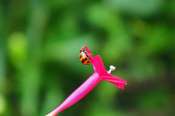 Wunderschöne Marienkäfer Ruht Auf Einer Grasblume Hintergrundbild Verwischen — Stockfoto