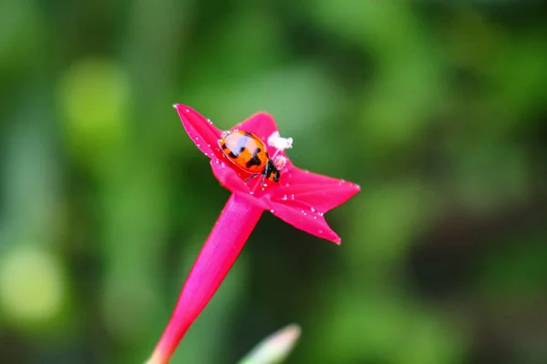 Wunderschöne Marienkäfer Ruht Auf Einer Grasblume Hintergrundbild Verwischen — Stockfoto