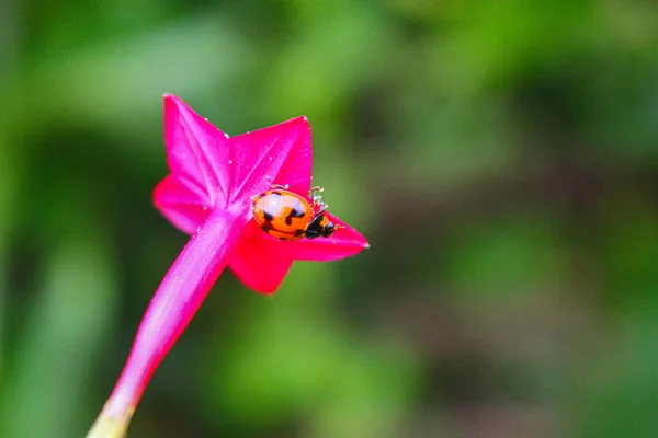 Joaninha Beaulyful Repousa Sobre Uma Flor Grama Imagem Fundo Borrão — Fotografia de Stock