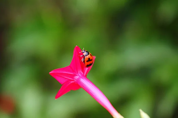 Beaulyful Ladybug Descansa Sobre Una Flor Hierba Imagen Fondo Borrosa —  Fotos de Stock