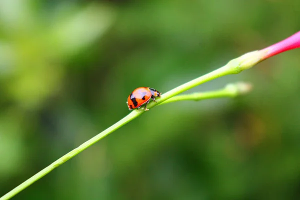 Wunderschöne Marienkäfer Ruht Auf Einer Grasblume Hintergrundbild Verwischen — Stockfoto