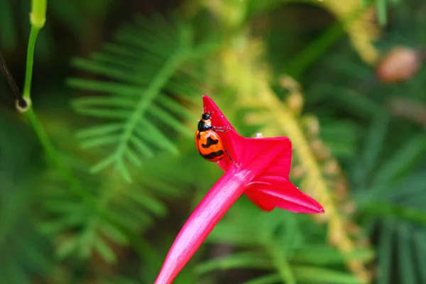 Beaulyful Coccinella Riposa Fiore Erba Sfocatura Immagine Sfondo — Foto Stock