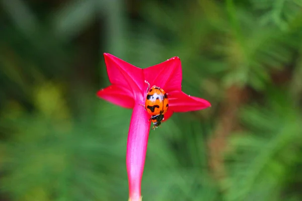 Wunderschöne Marienkäfer Ruht Auf Einer Grasblume Hintergrundbild Verwischen — Stockfoto