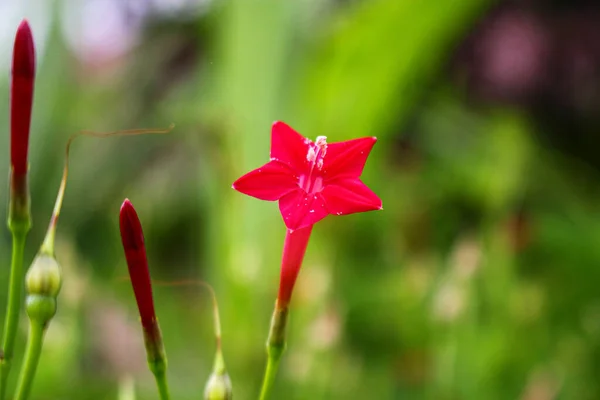 Yıldız Çiçeği Güzel Çiçek Arkaplan Pembe Çiçek Arka Plan Görüntü — Stok fotoğraf