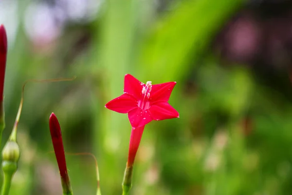 Stella Fiore Beautyful Fiore Sfondo Rosa Fiore Backgound Immagine — Foto Stock