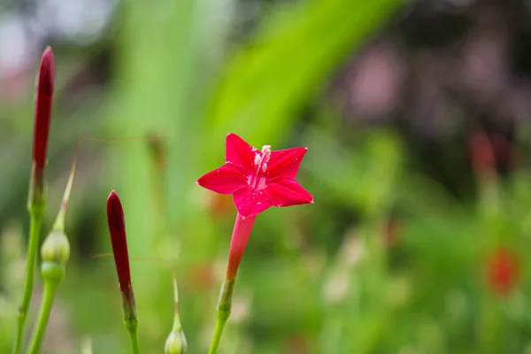 star flower,beautyful flower background pink flower  backgound image