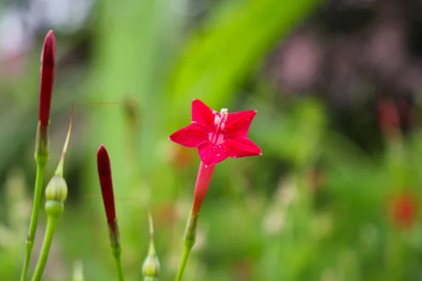 star flower,beautyful flower background pink flower  backgound image