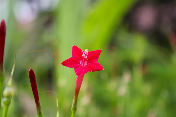 Stella Fiore Beautyful Fiore Sfondo Rosa Fiore Backgound Immagine — Foto Stock