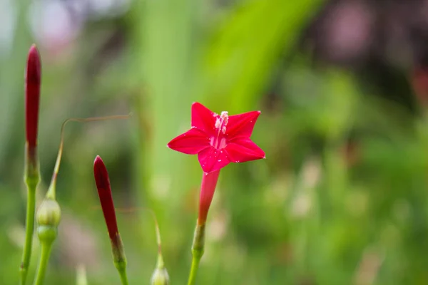 star flower,beautyful flower background pink flower  backgound image