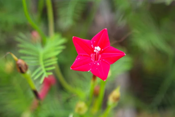 star flower,beautyful flower background pink flower  backgound image