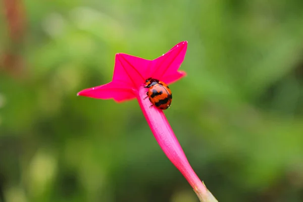 Wunderschöne Marienkäfer Ruht Auf Einer Grasblume Hintergrundbild Verwischen — Stockfoto