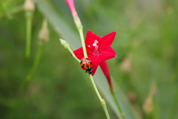 Wunderschöne Marienkäfer Ruht Auf Einer Grasblume Hintergrundbild Verwischen — Stockfoto