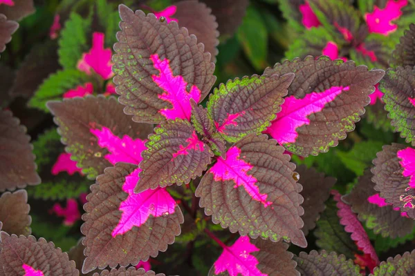 Folhas Belíssimas Folhas Multi Coloridas Rosa Roxo Verde Folhas Cor Fotografia De Stock