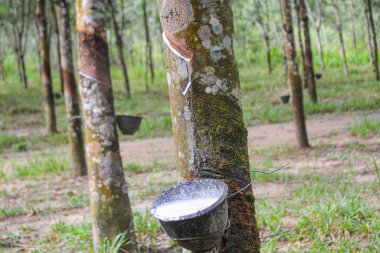 Vietnam kauçuk ağacı, kauçuk kauçuk tıkırtısı, kauçuk ağaçtan çıkarılan kauçuk, Vietnam 'da doğal kaynak.