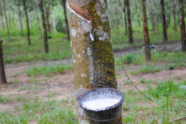 Vietnam kauçuk ağacı, kauçuk kauçuk tıkırtısı, kauçuk ağaçtan çıkarılan kauçuk, Vietnam 'da doğal kaynak.