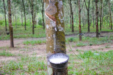 Vietnam kauçuk ağacı, kauçuk kauçuk tıkırtısı, kauçuk ağaçtan çıkarılan kauçuk, Vietnam 'da doğal kaynak.